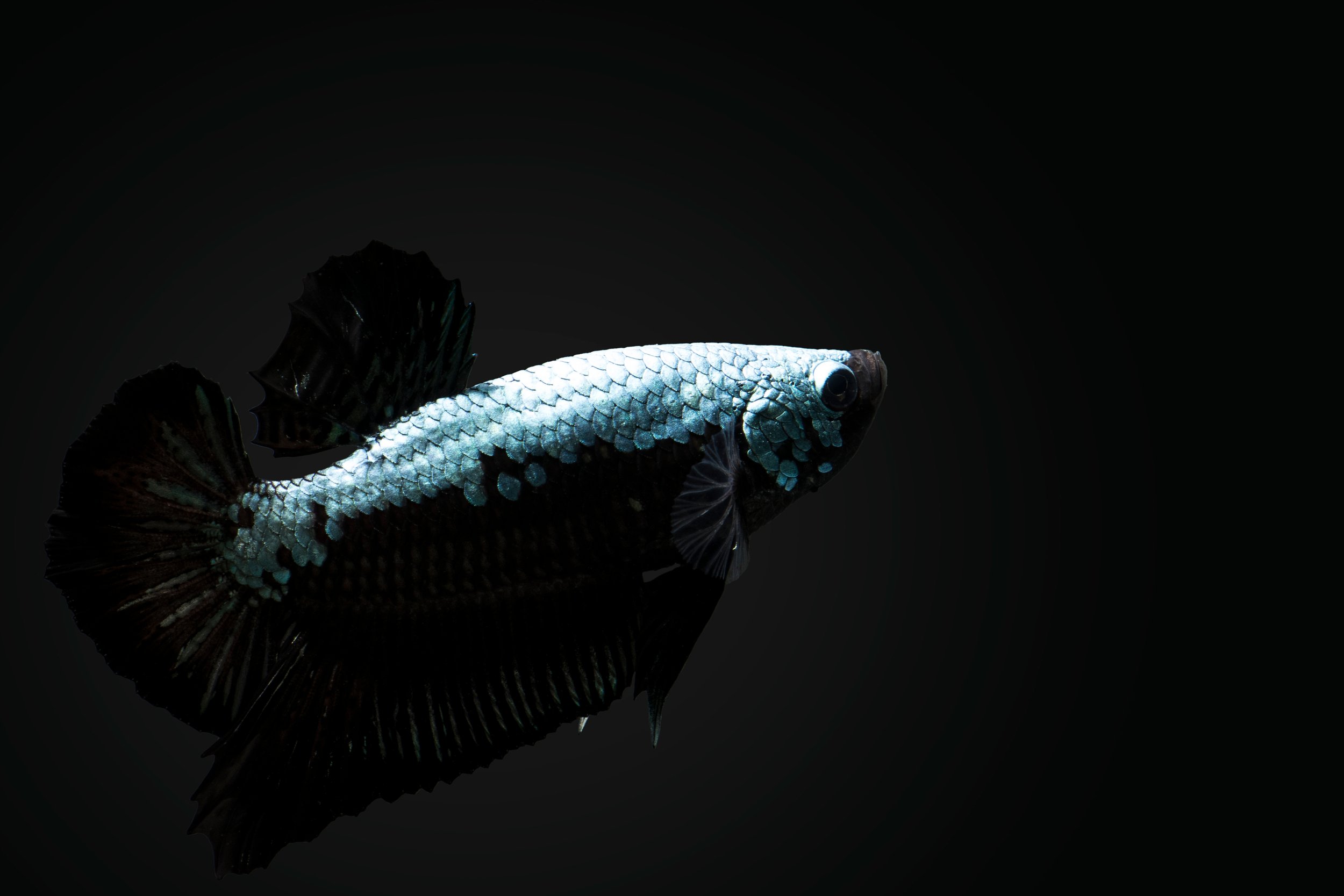 shutterstock_1522121930.jpg