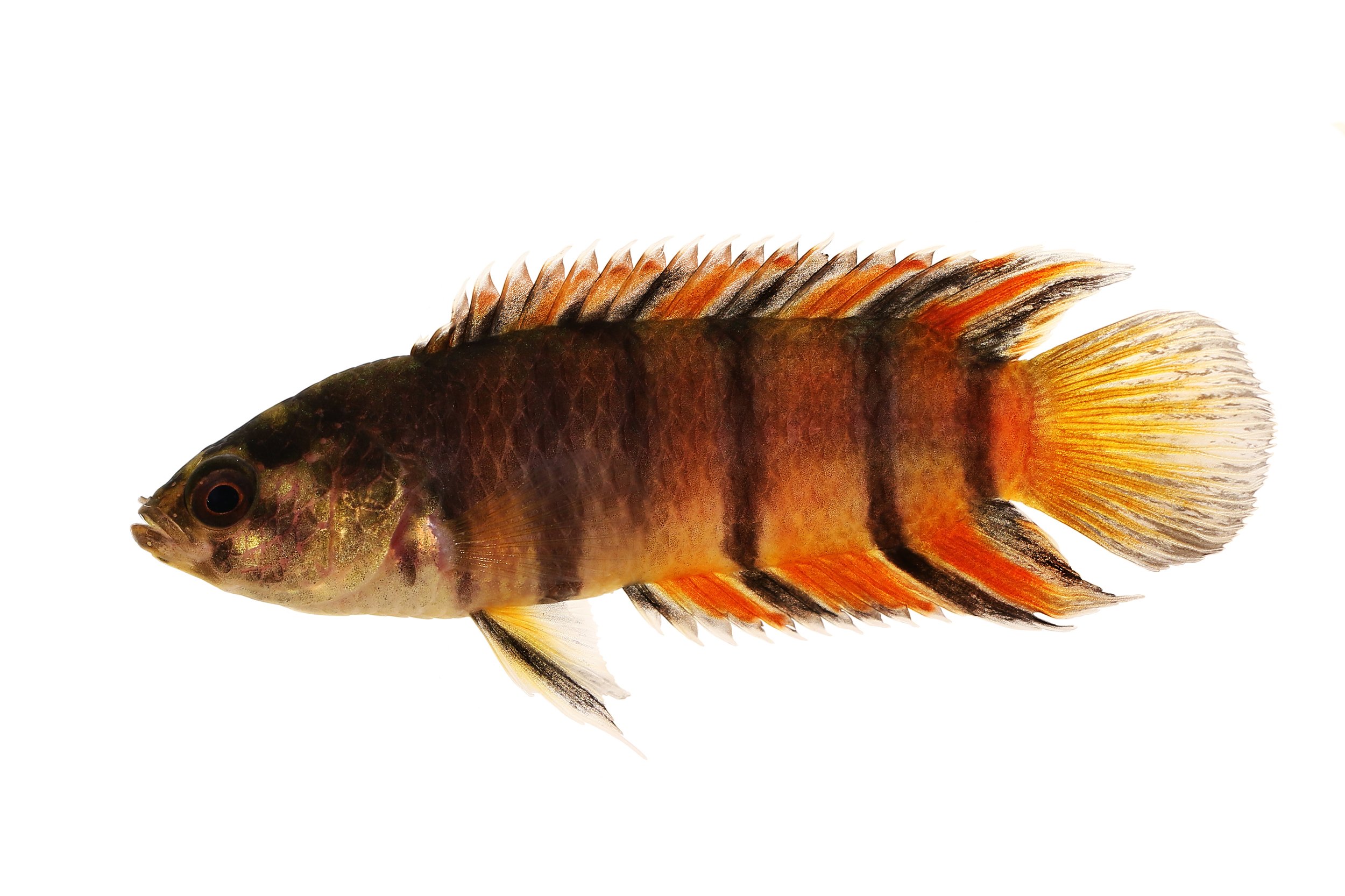 Ornate Ctenopoma