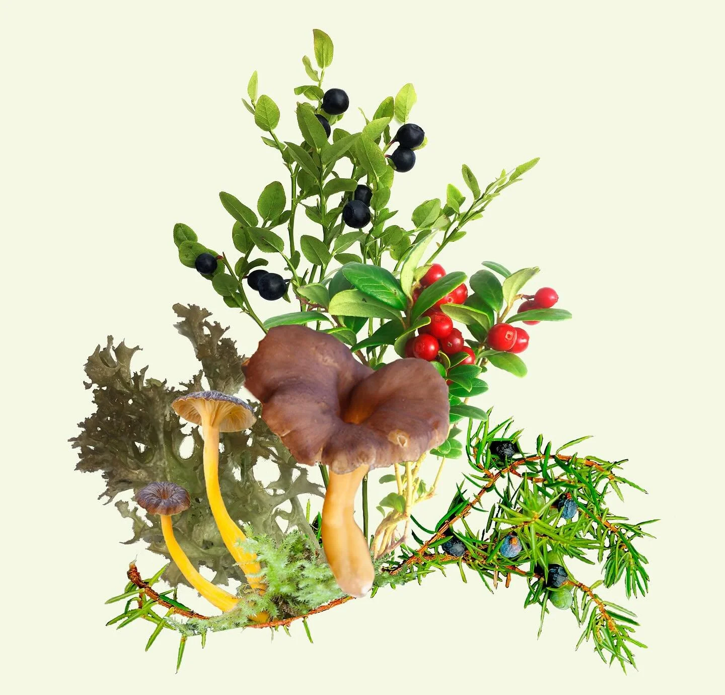 Mets&auml;naarteita maistelussa lauantaina 20.9 Hakaniemen torilla Sienijuhla-tapahtumassa, klo 10-15. Milt&auml; maisuu kantarelli-kerkk&auml;-tuorejuusto, kuusenkerkk&auml;-kuplavesi, puolukka-makusokeri tai pakuri-inkiv&auml;&auml;ri-yrttitee? Tul