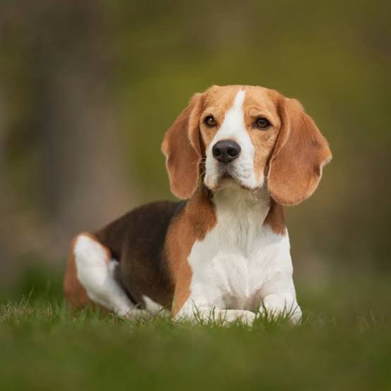 153b beagle.jpg
