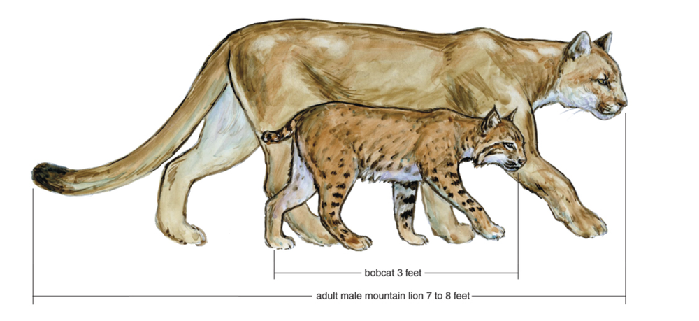 153 bobcat-comparison.png