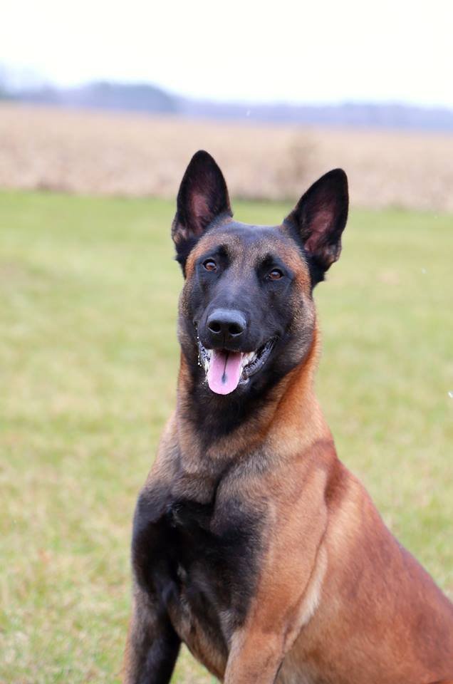 Dog3.jpg