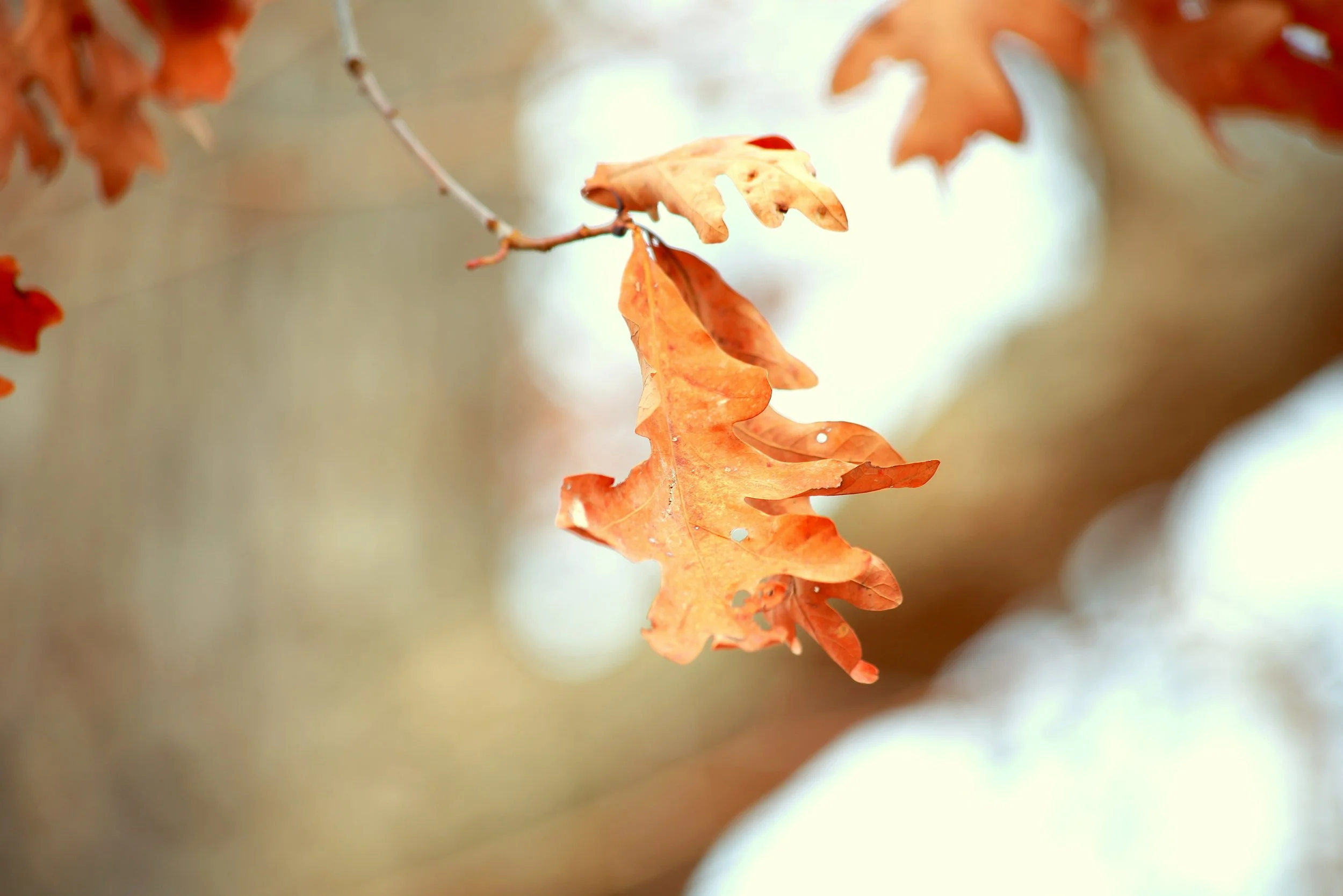 Oakleaf_edited1.jpg