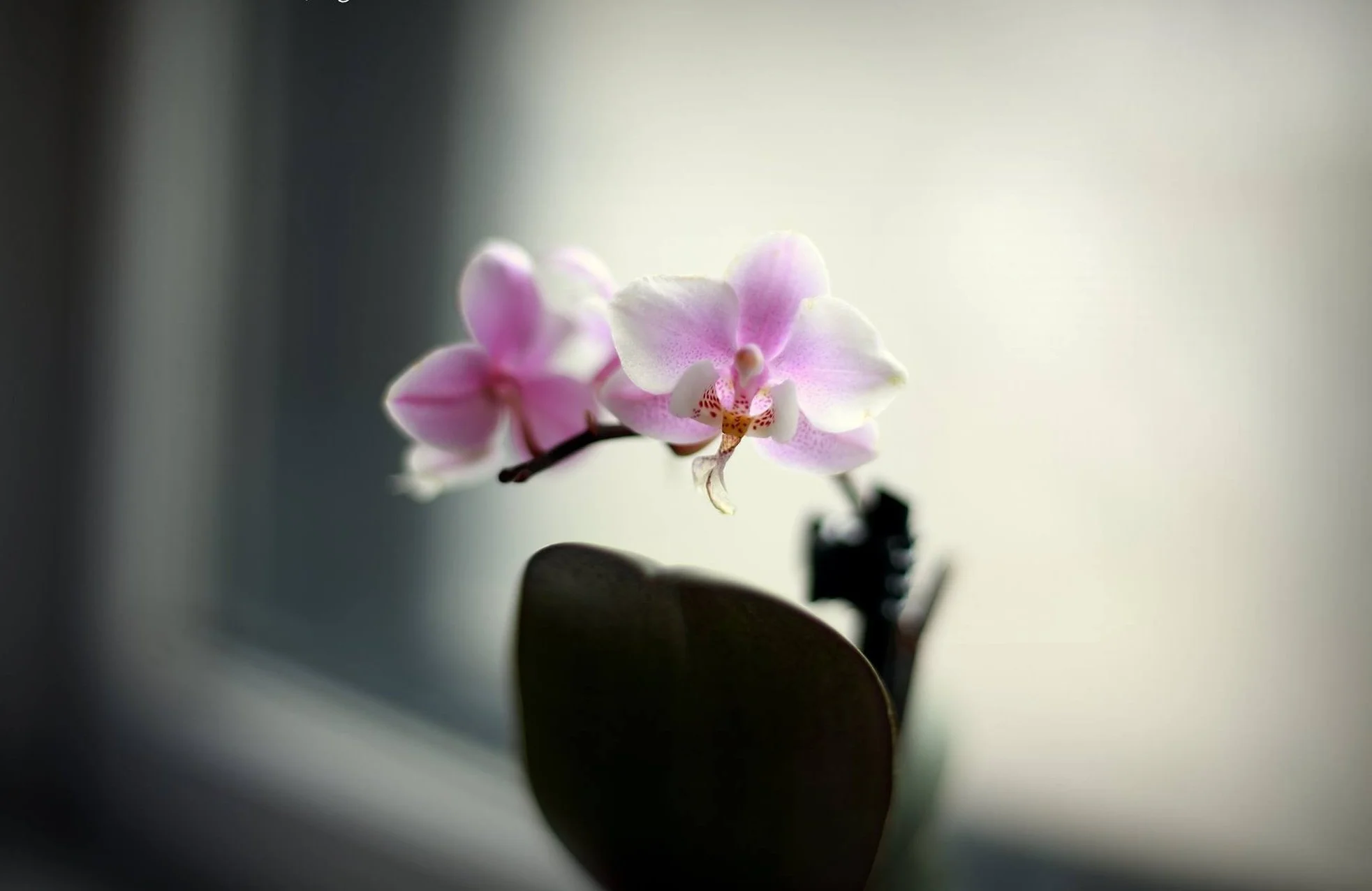 Orchid.jpg