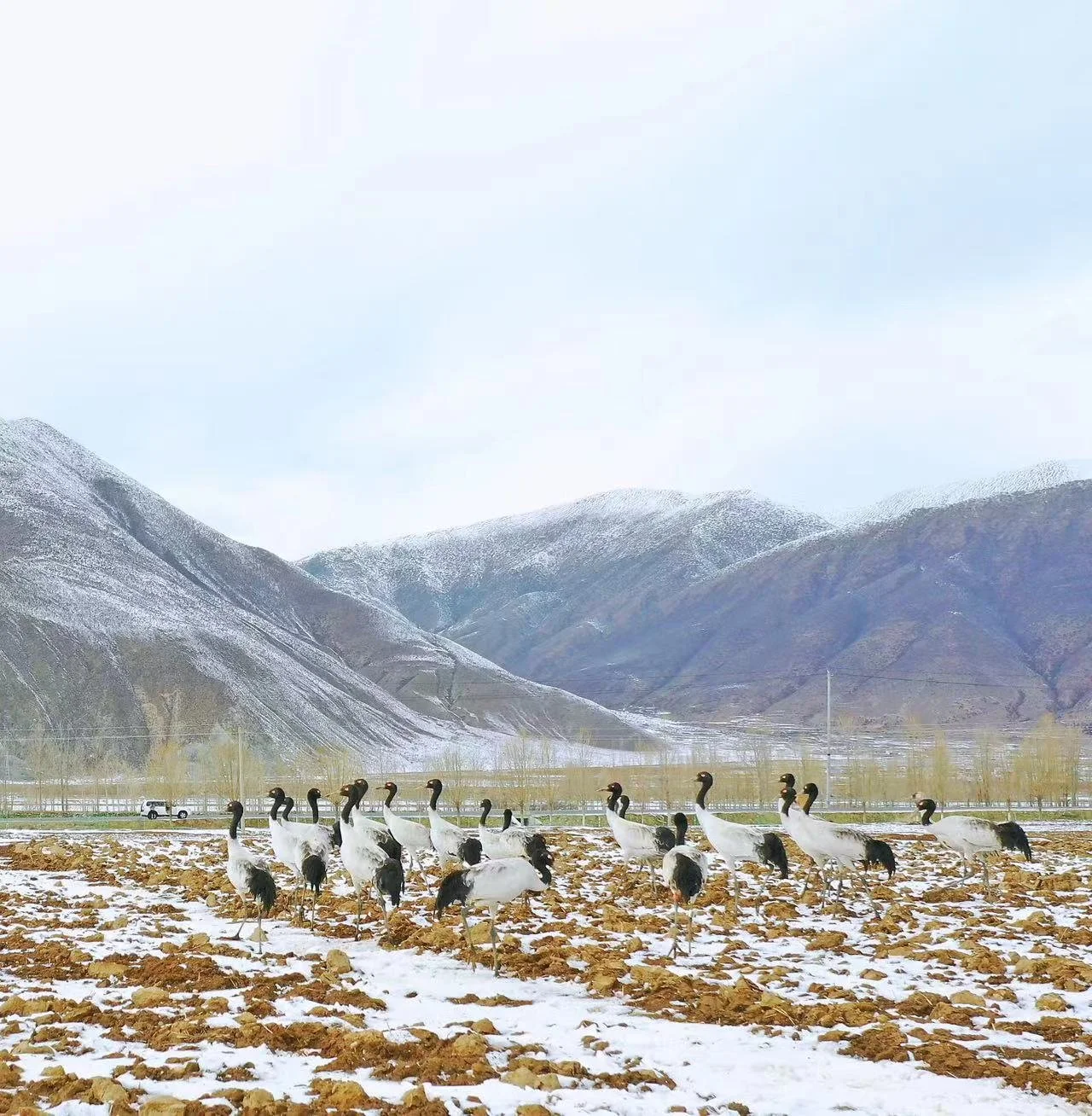 Namtso Cranes