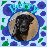 Berry Nametag.png