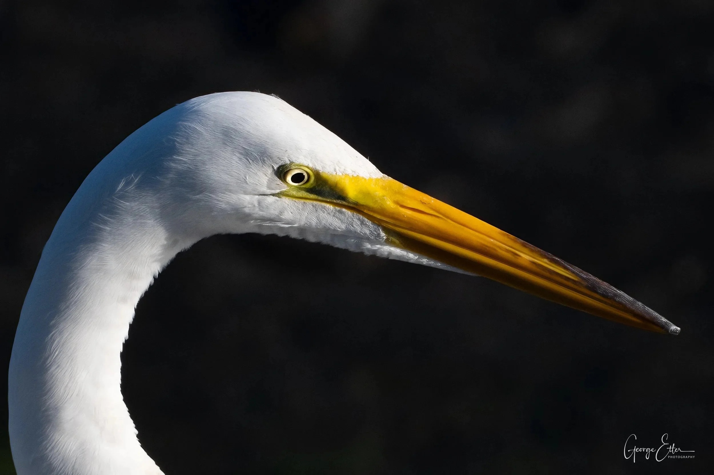 Great Egret - Dupage river - Naperville, Illinois🇺🇸