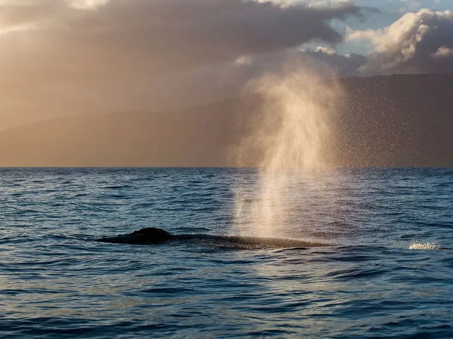 hawaiinautical-whalewatching-Maui-Slide-3-1.webp