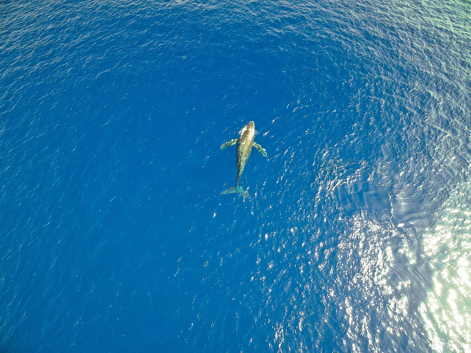 dolphin.webp