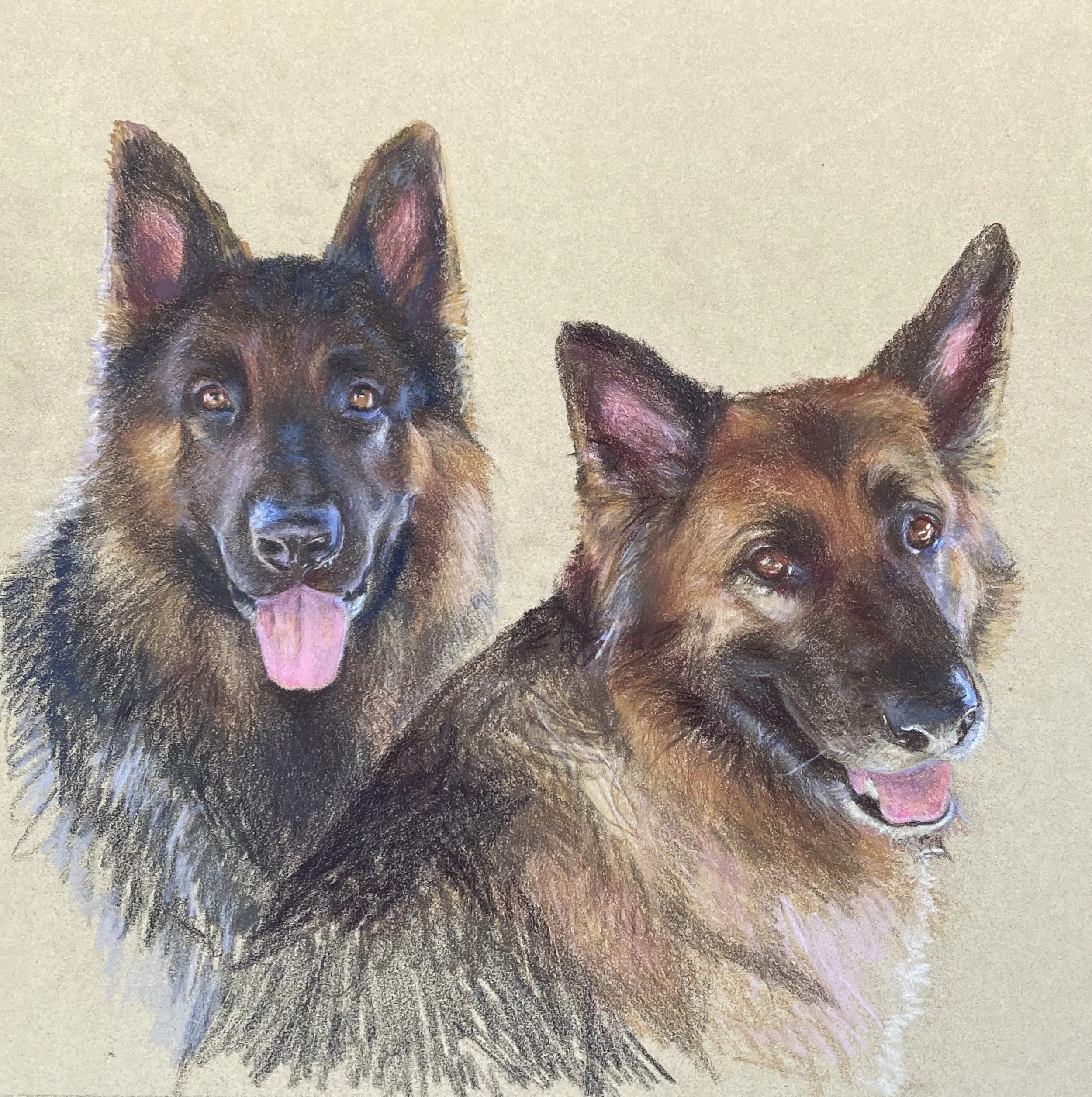 CP german shepherds harrison.jpg