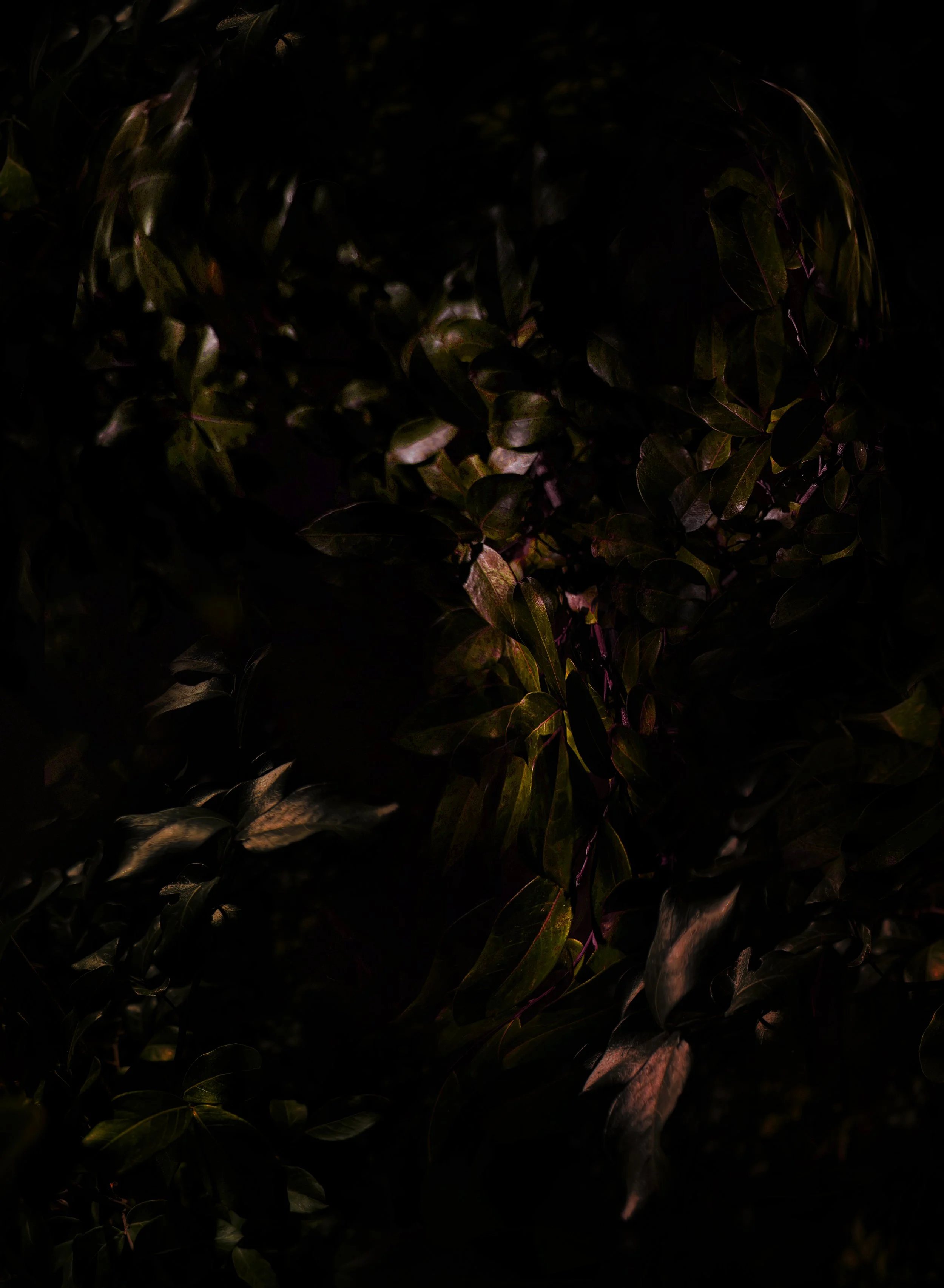 Midnight in the Garden of Eden