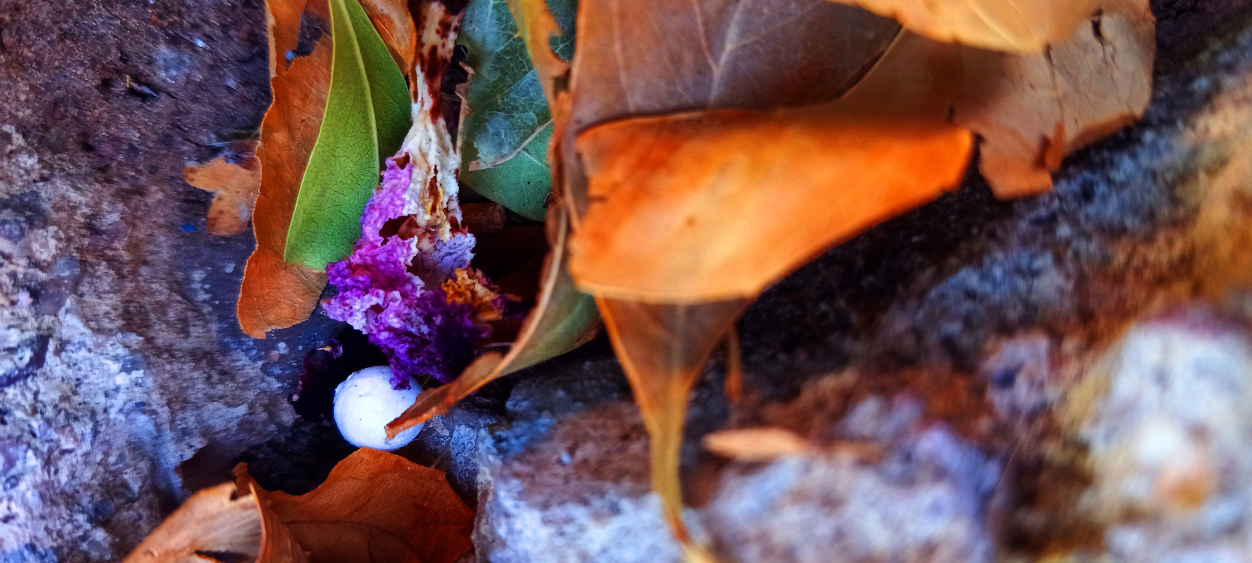 In Plain Site, Photography