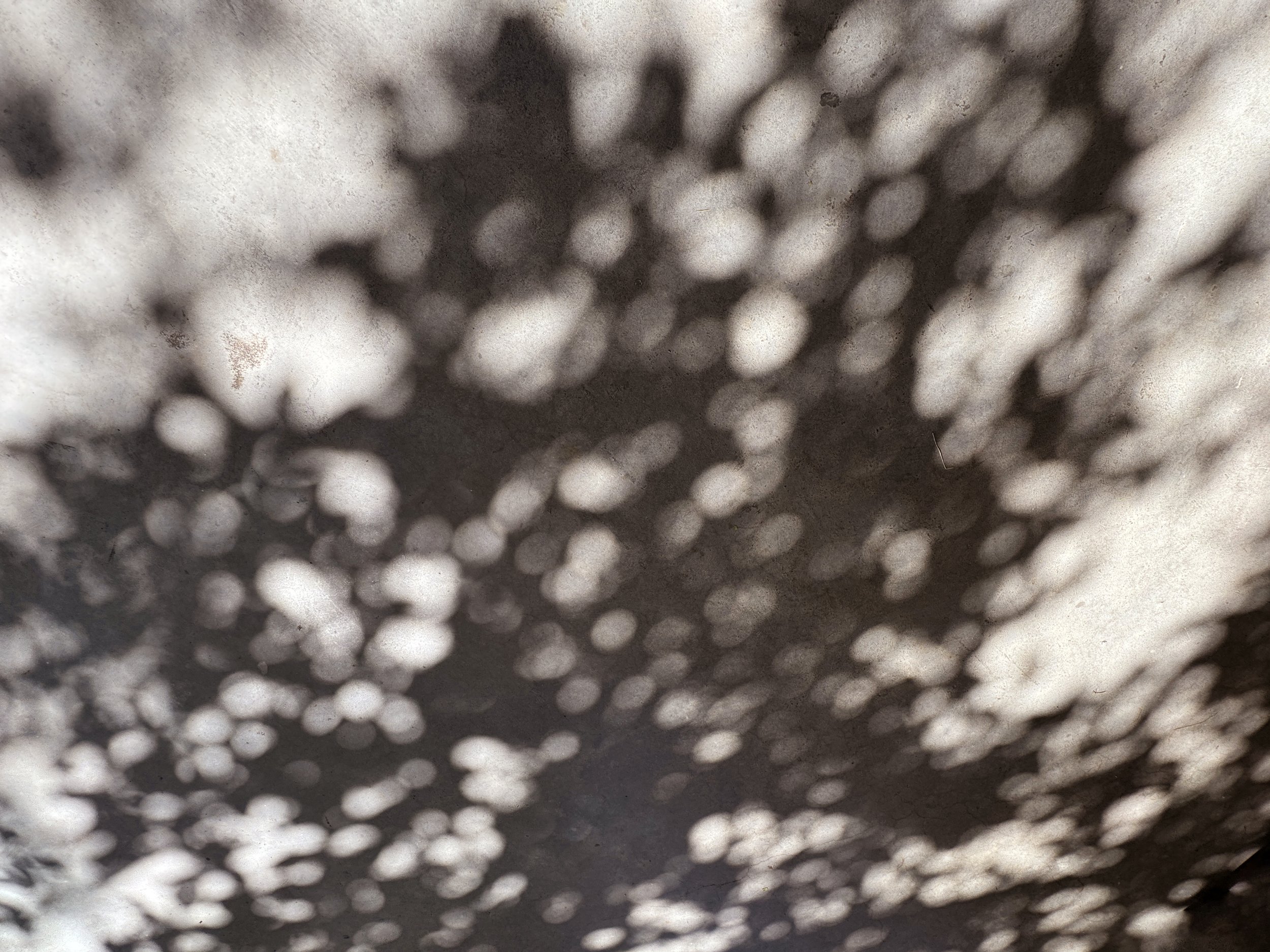 Memories Encoded in Dappled Light, Photography