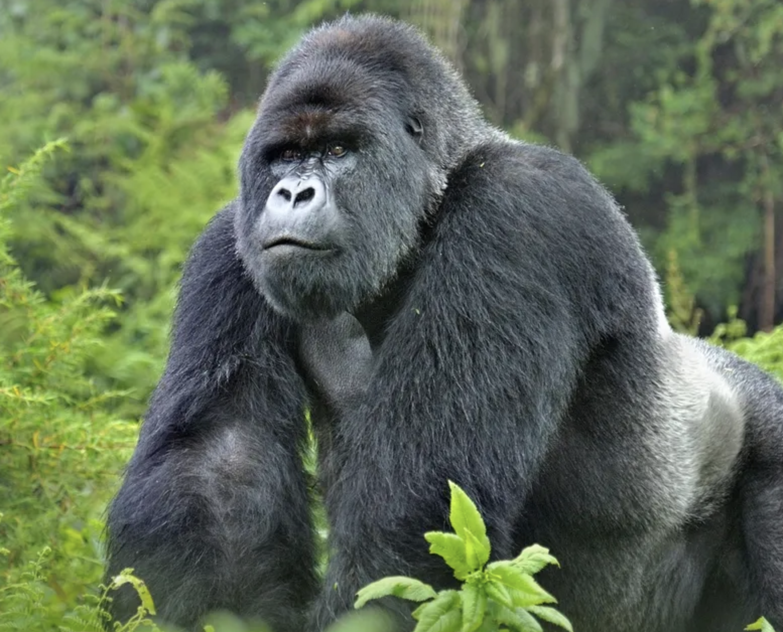 Uganda Gorilla Trekking