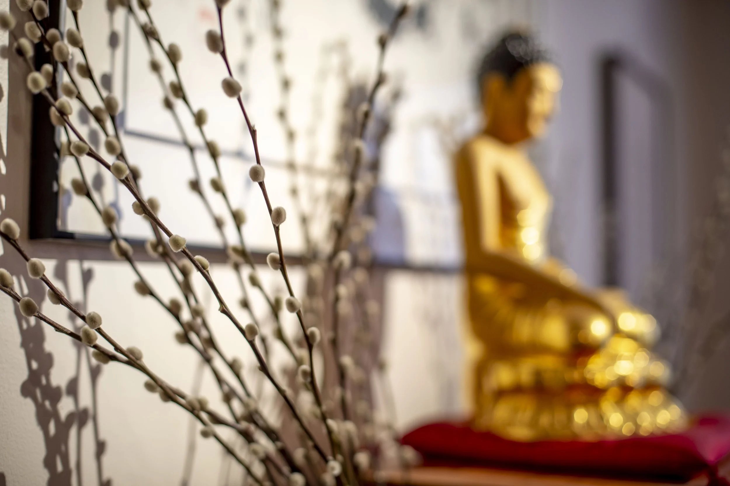 Q &amp; A with Colin Beavan JDPSN