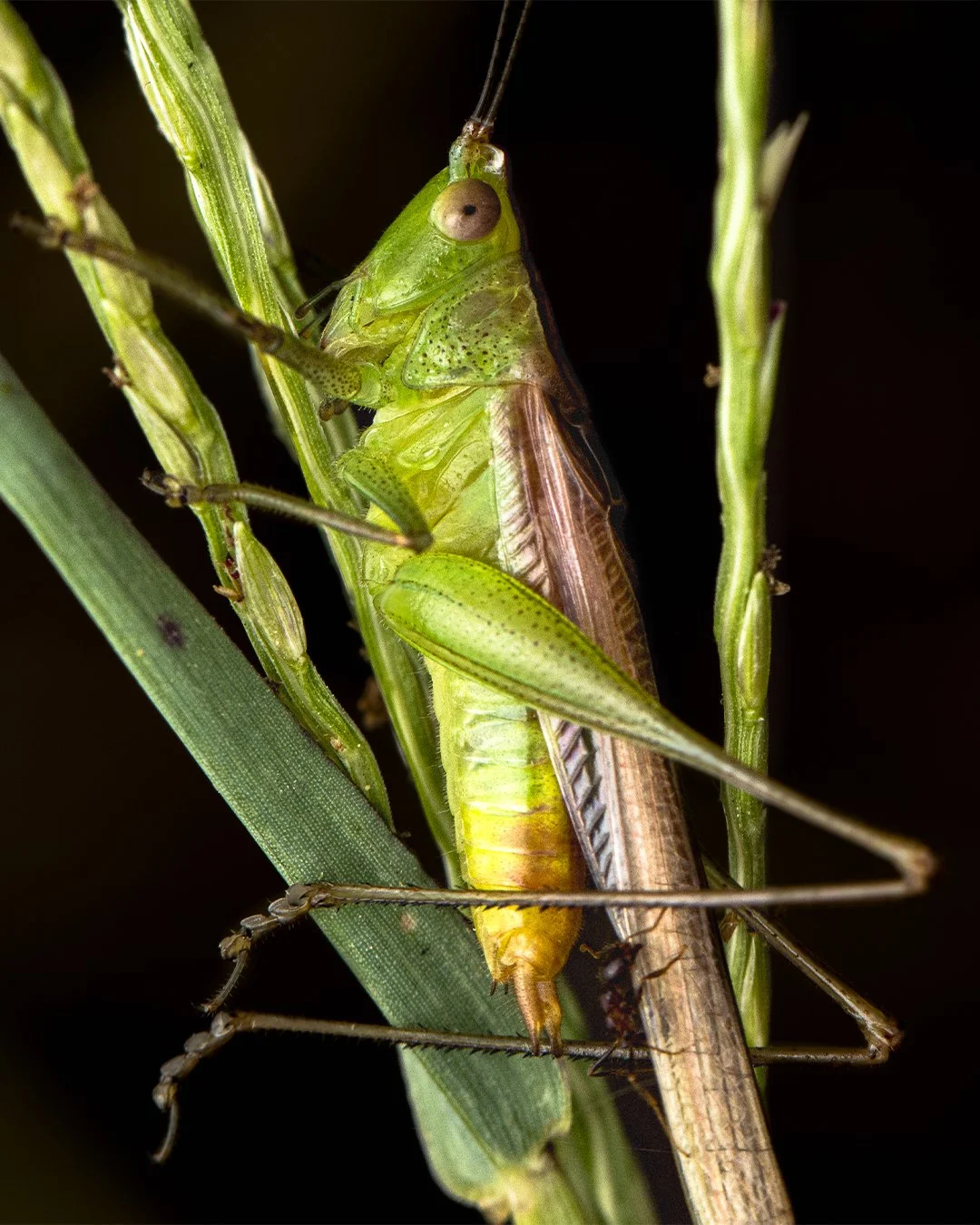 Meadow Katydids