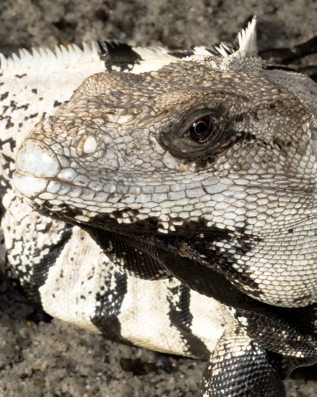 Black Spiny-Tailed Iguana