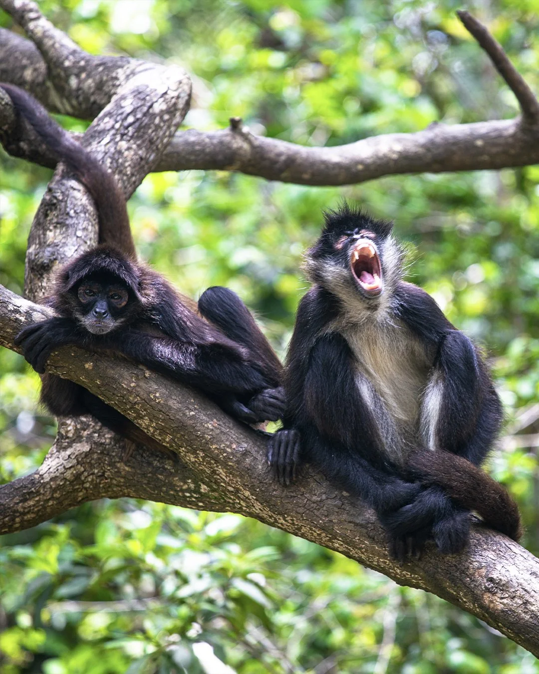 Spider Monkeys