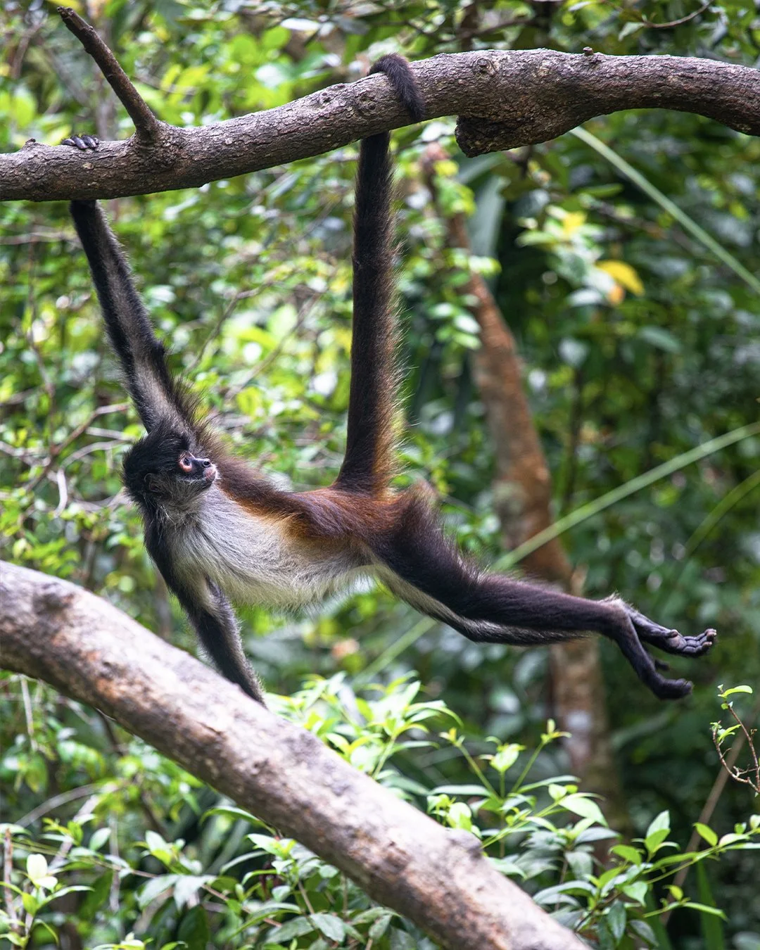 Spider Monkey