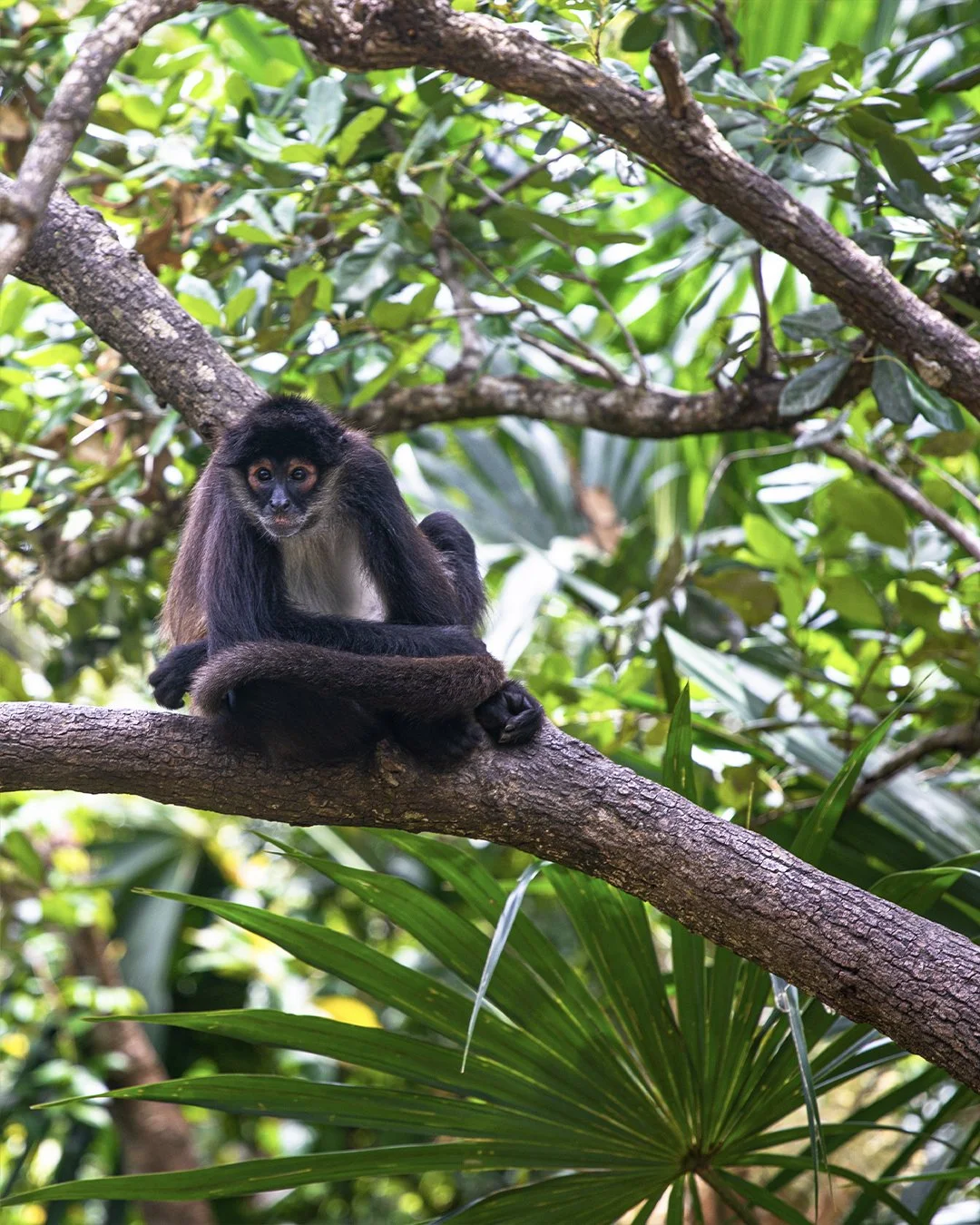 Spider Monkey