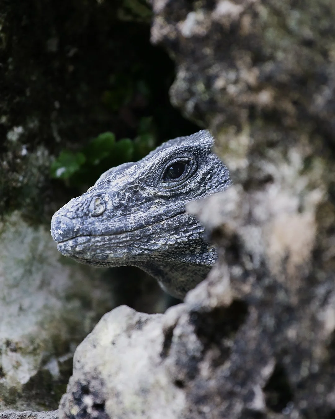Black Spiny-Tailed Iguana