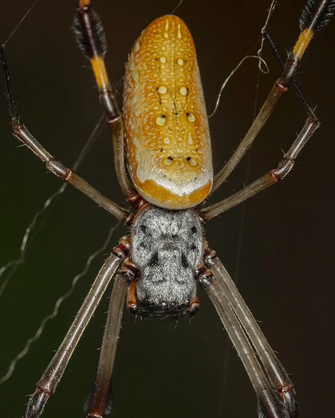 Golden Silk Orb-weaver