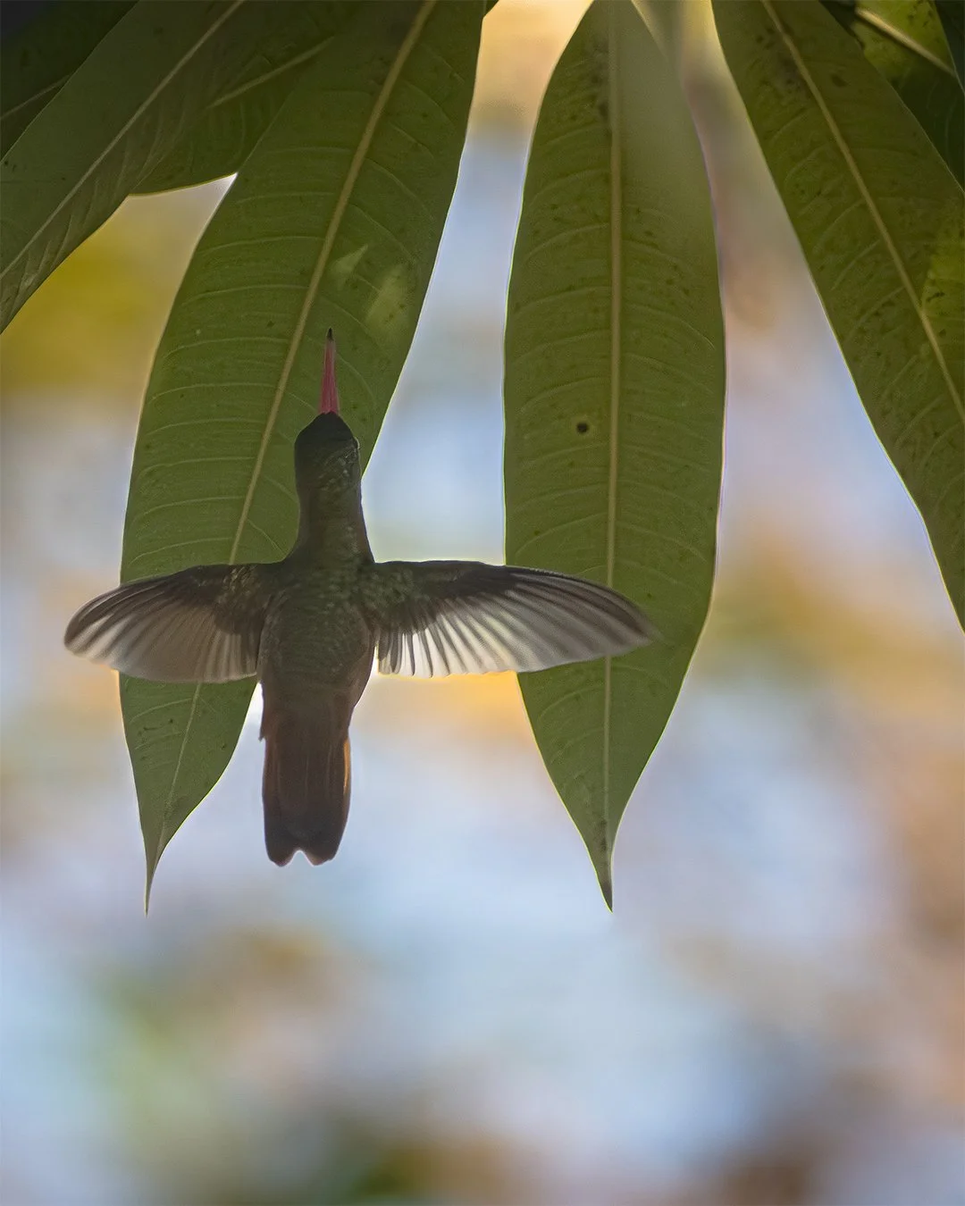 Rufous-tailed Hummingbird