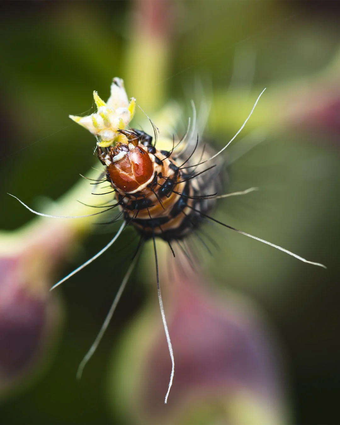 Ornate Bella Moth Caterpillar