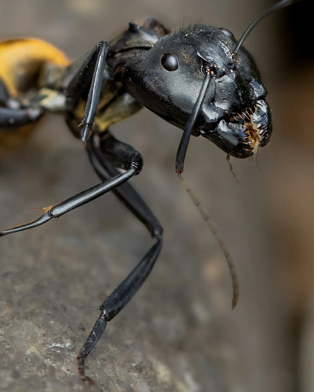 Shimmering Golden Sugar Ant
