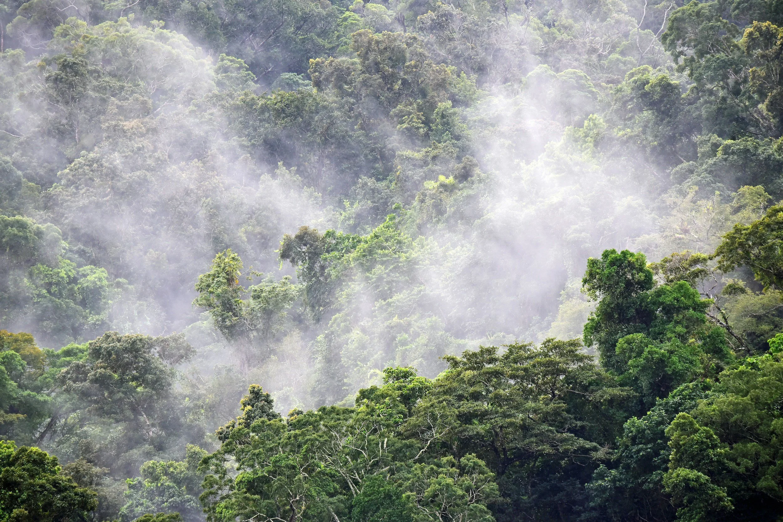 Dense green rainforest with mist or fog among the trees.