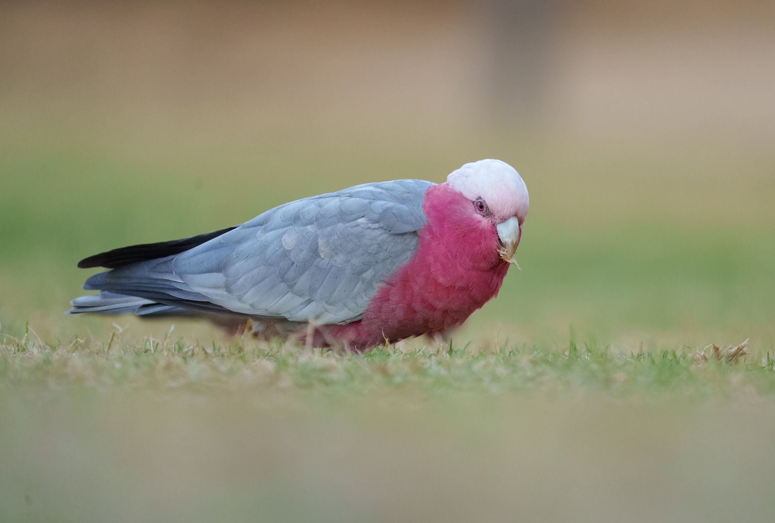 Birds: Braeside Park Wetlands