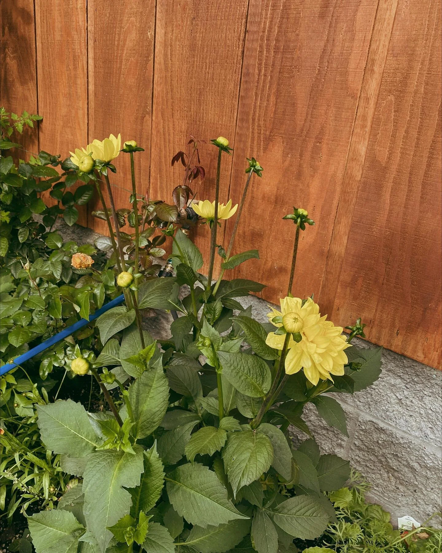 The anticipation for this seasons blooms just keeps growing.