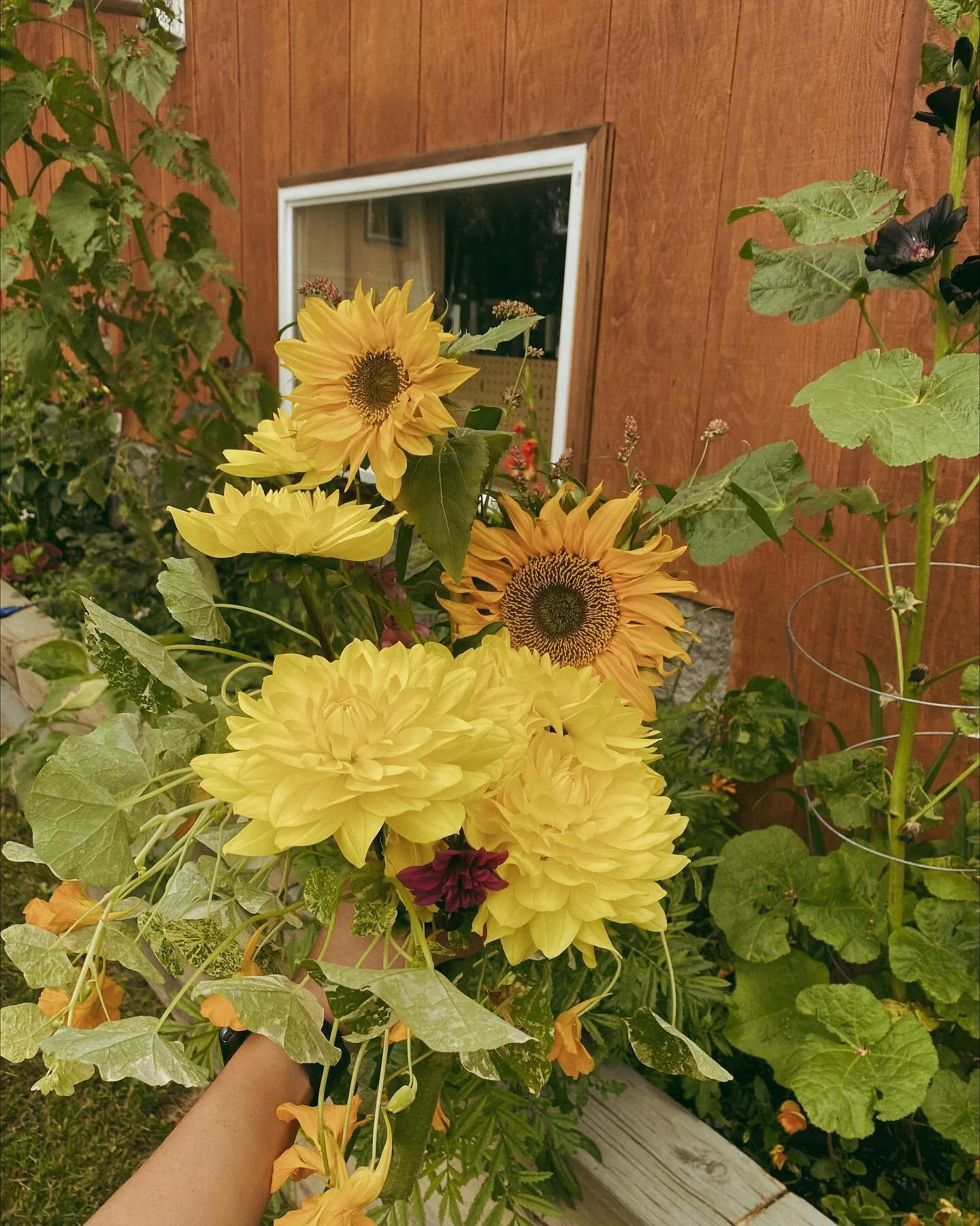 Dreaming of last years blooms.