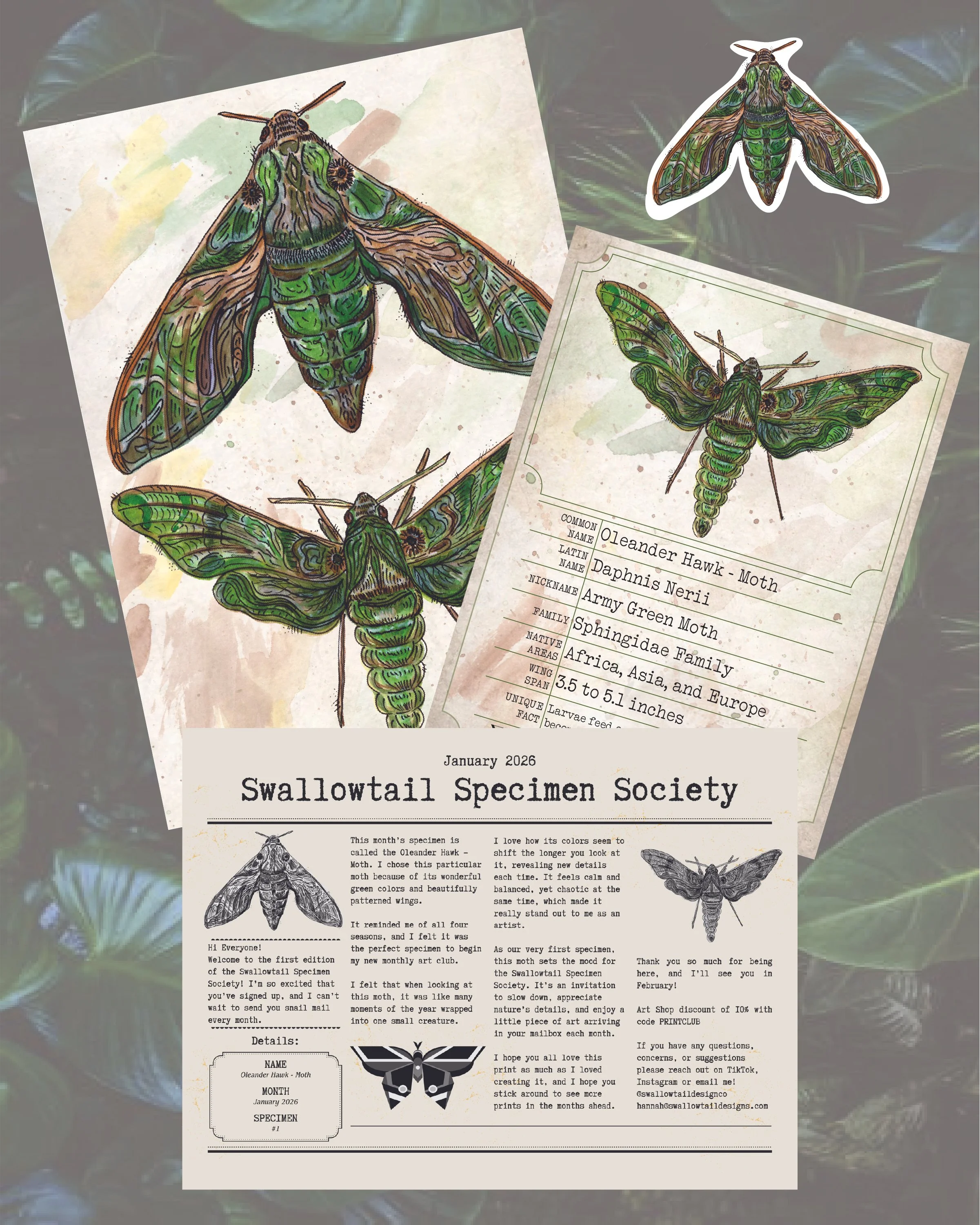 January 2026 Swallowtail Specimen Society
