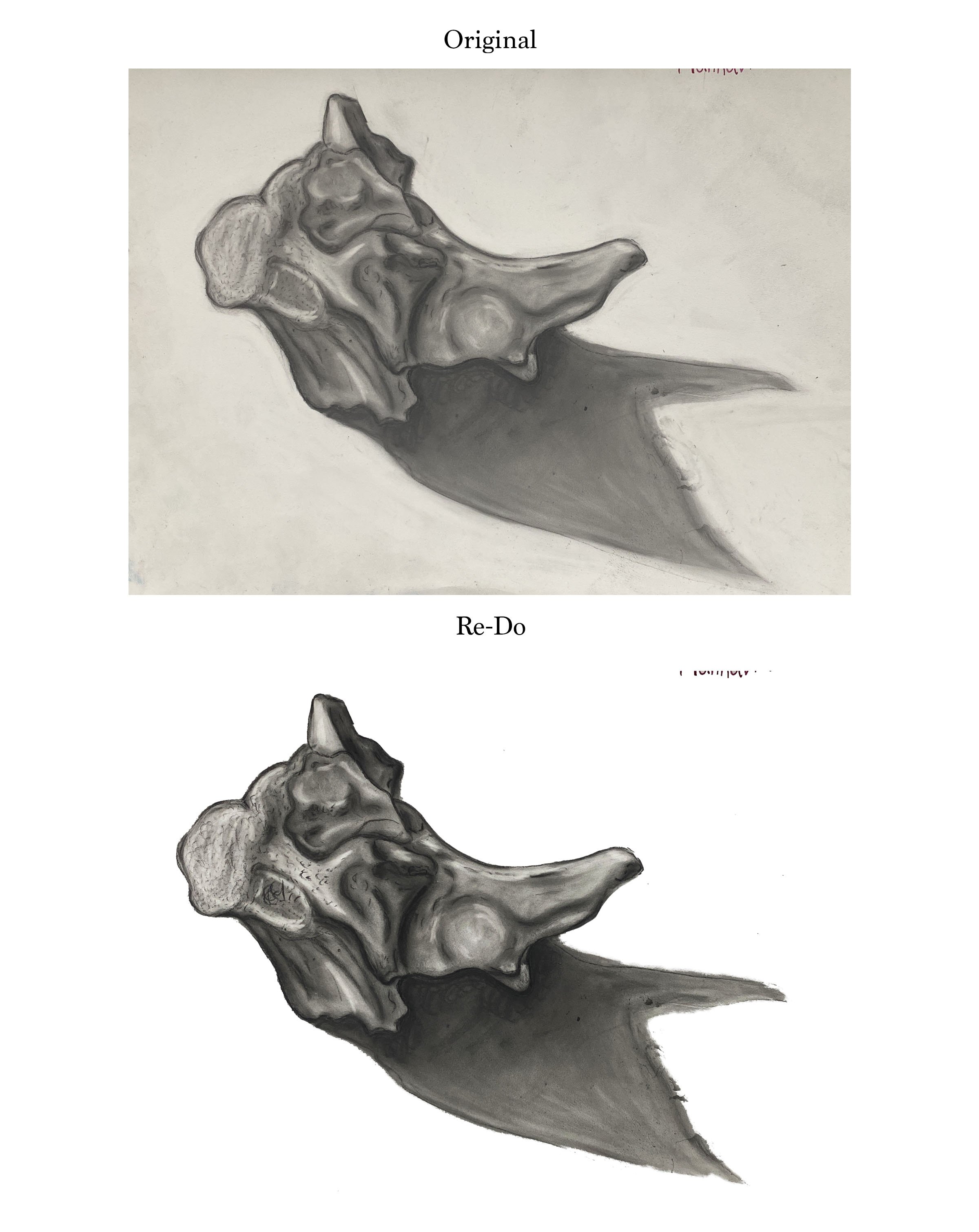 new bone.jpg