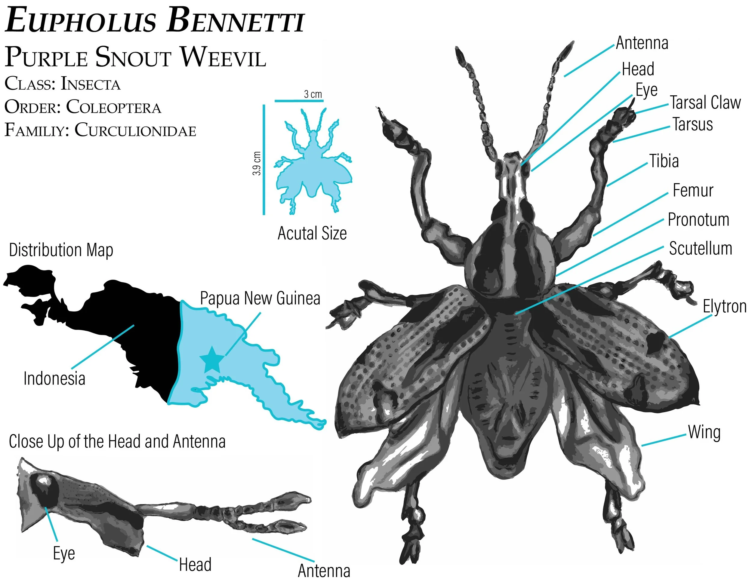 bug for portfolio.jpg