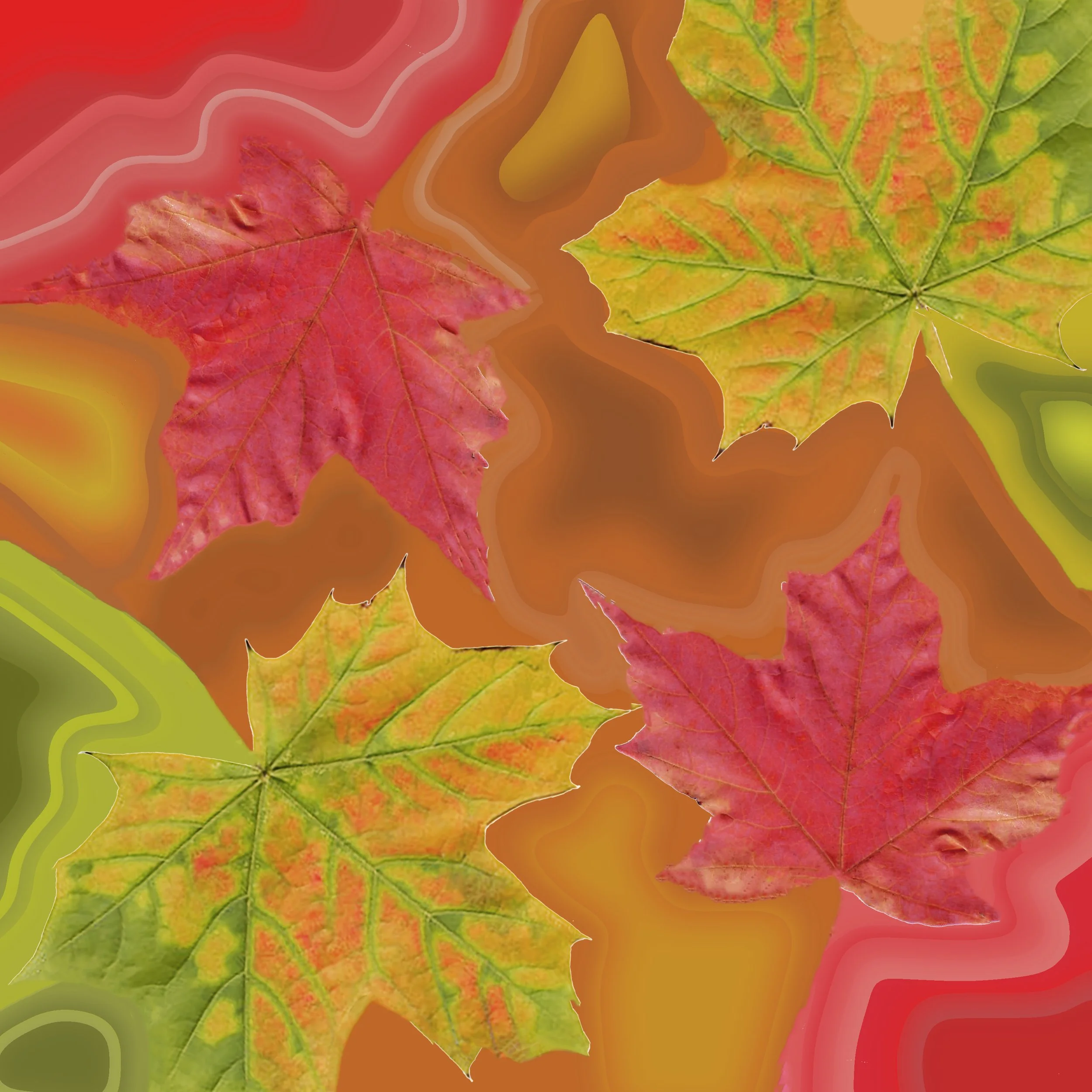 Leaf Study 2 copy (1).jpg