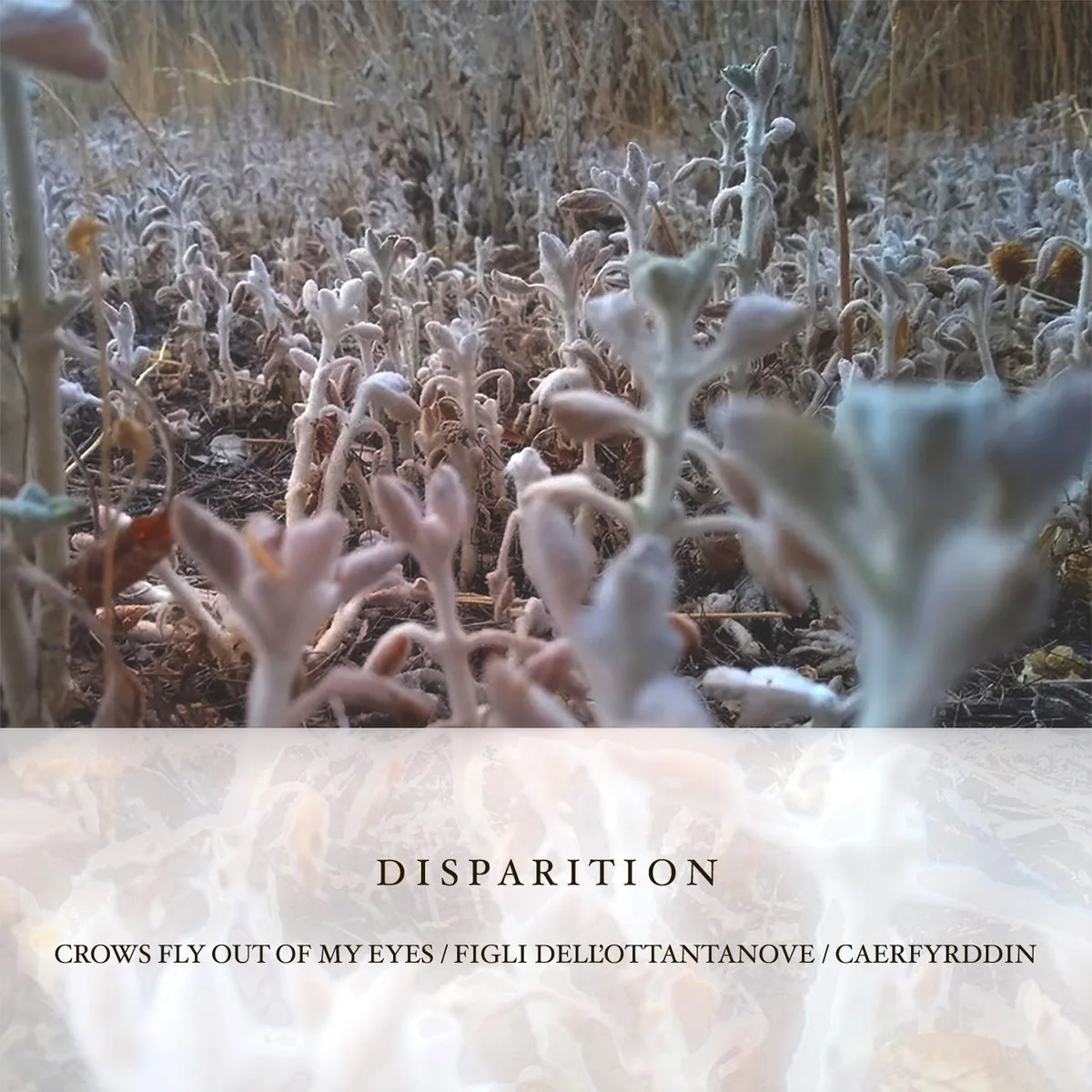 Crows Fly Out Of My Eyes by Disparition