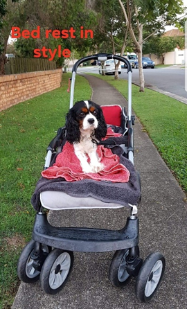 A great idea when your dog is old and can’t walk too far or&nbsp; recovering from surgery or an illness.&nbsp;