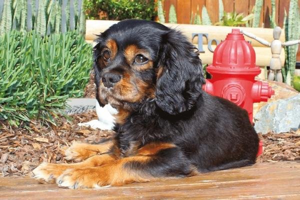 Lady Lily-Grace