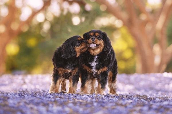 Eva & Bailey