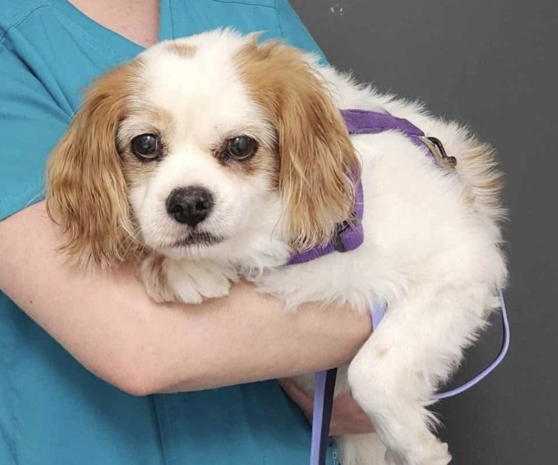 CKCSRQ_Rescued_Adopted_Milly_Senior.png
