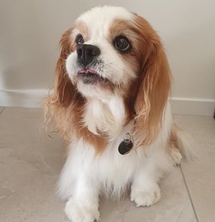 Cooper 14 Years