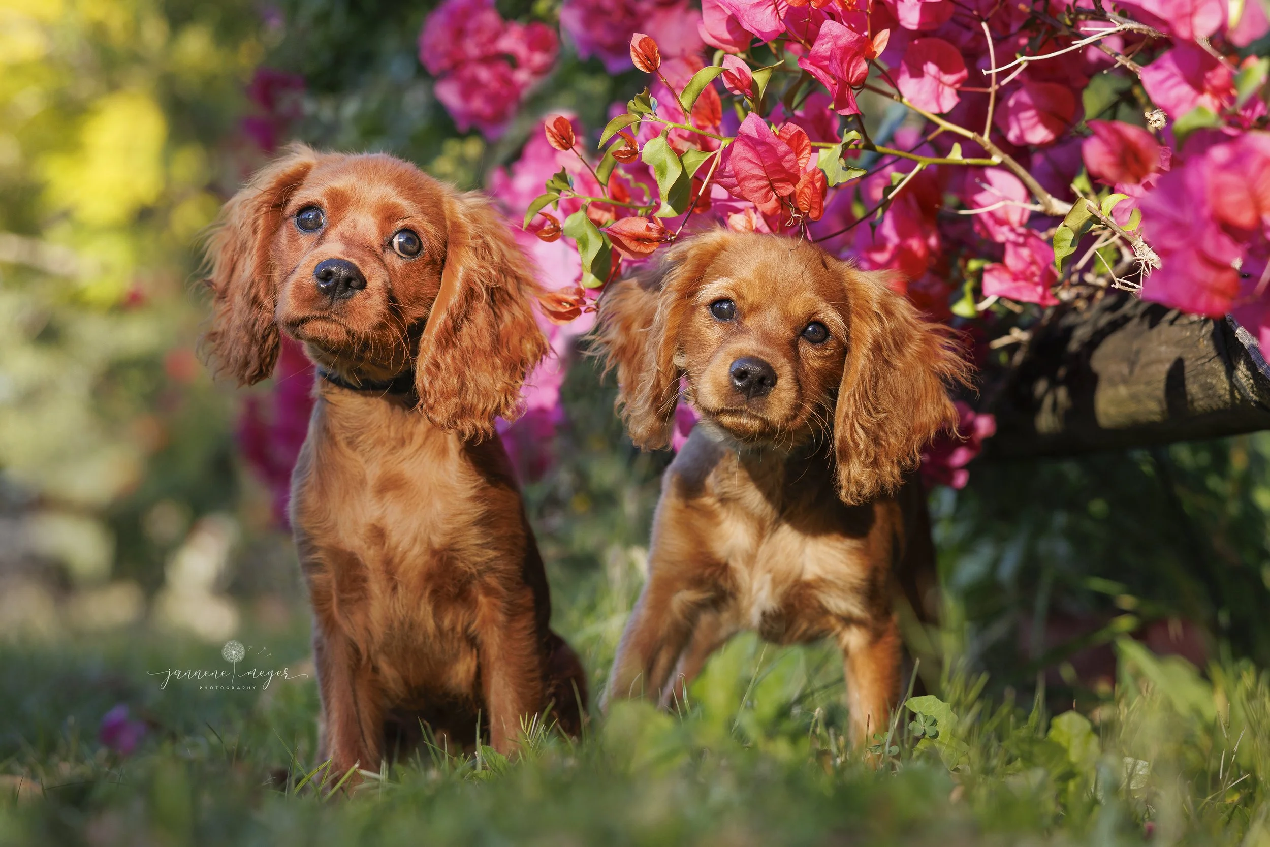 Archie & Louis