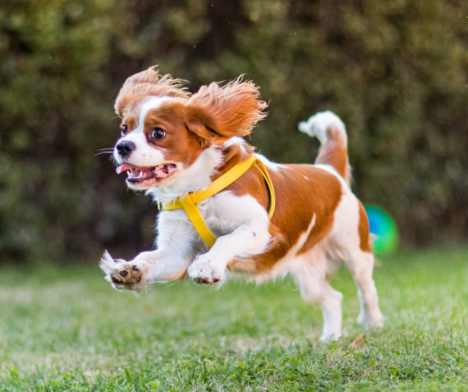 Cavaliers: Not Just a Lapdog