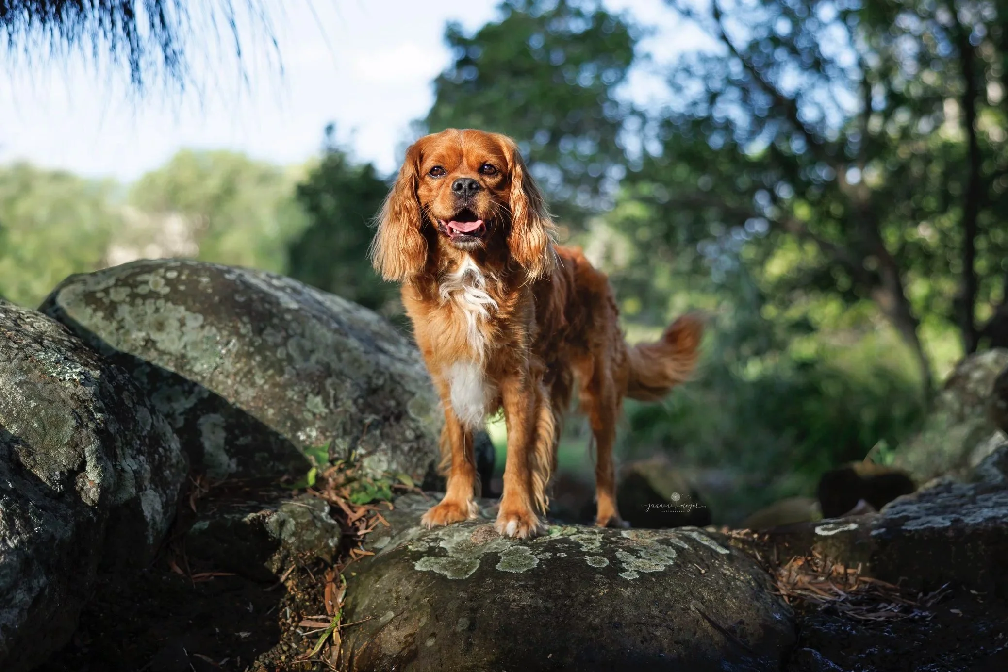 Yearly Health Schedule for Cavaliers