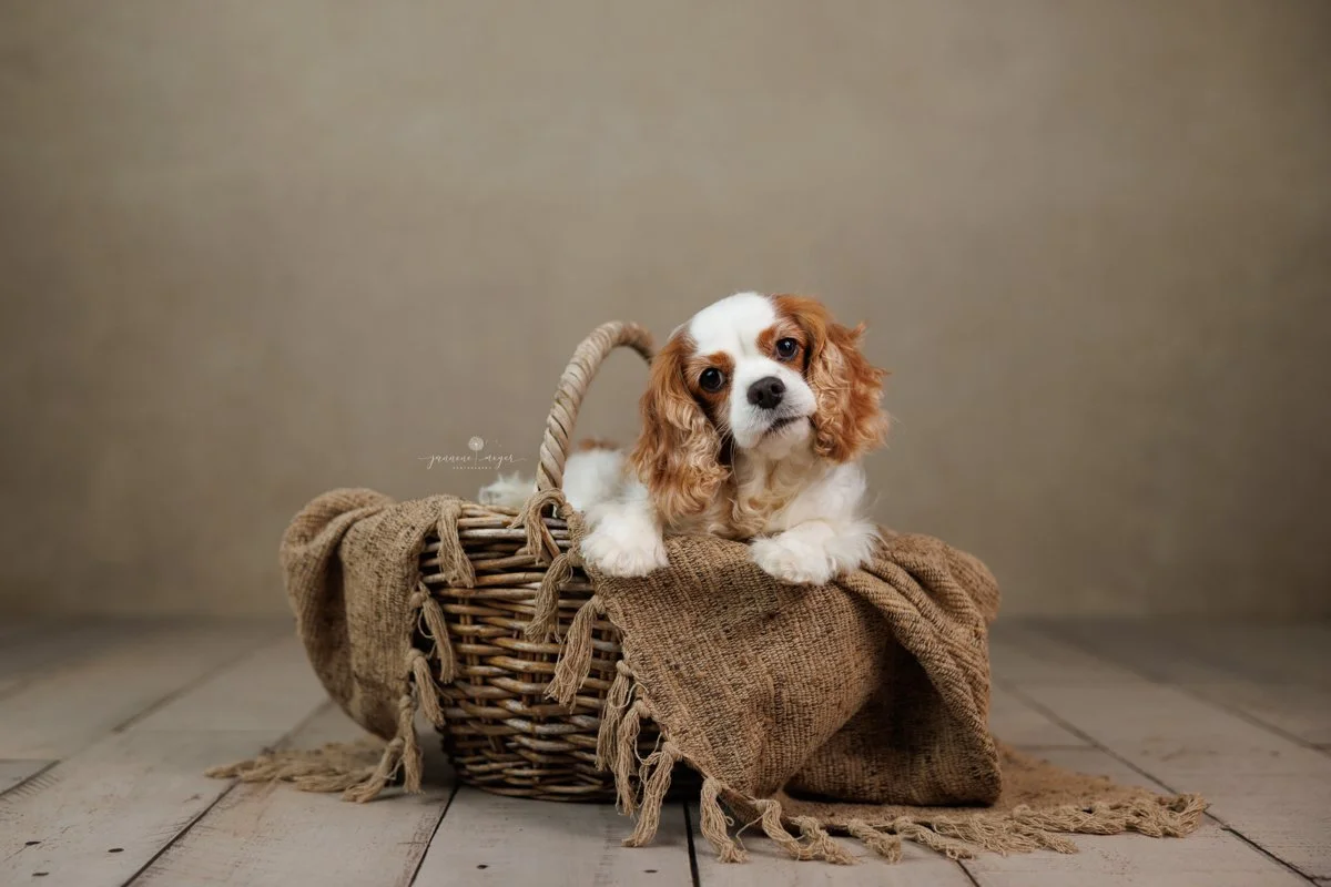 How to Keep Your Cavalier Safe During Easter
