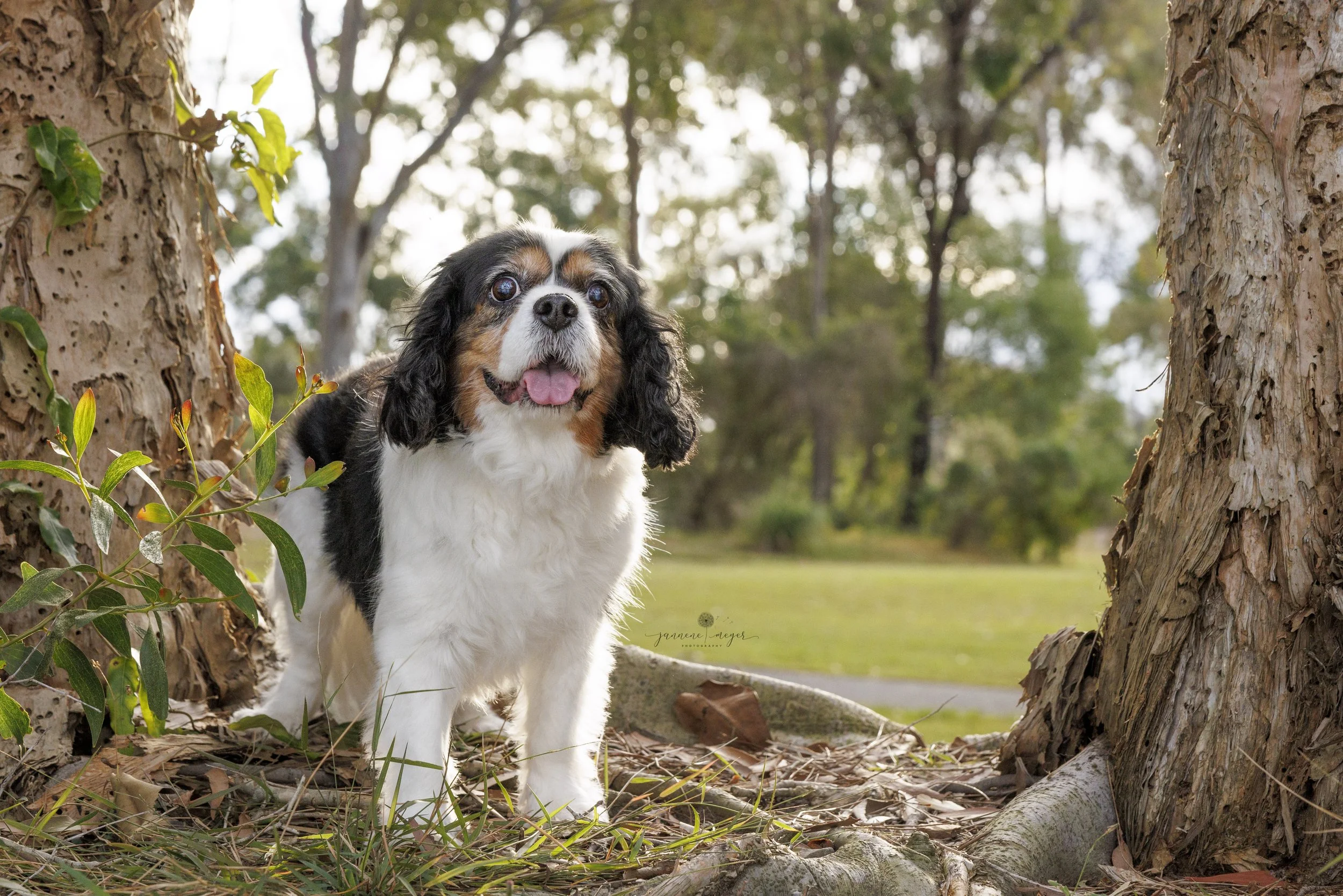 Who is the Cavalier King Charles Spaniel Club Queensland?