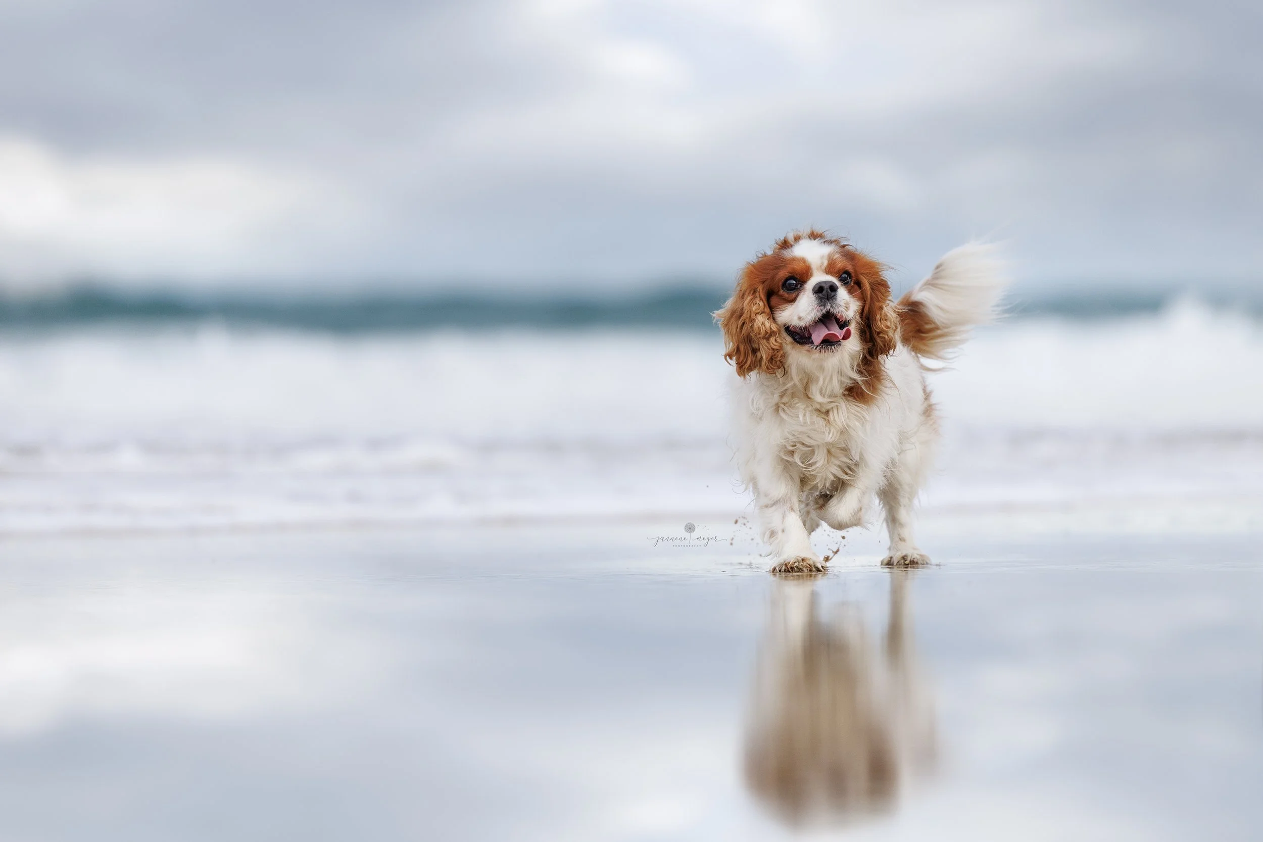 What lifestyle does a Cavalier need to thrive?