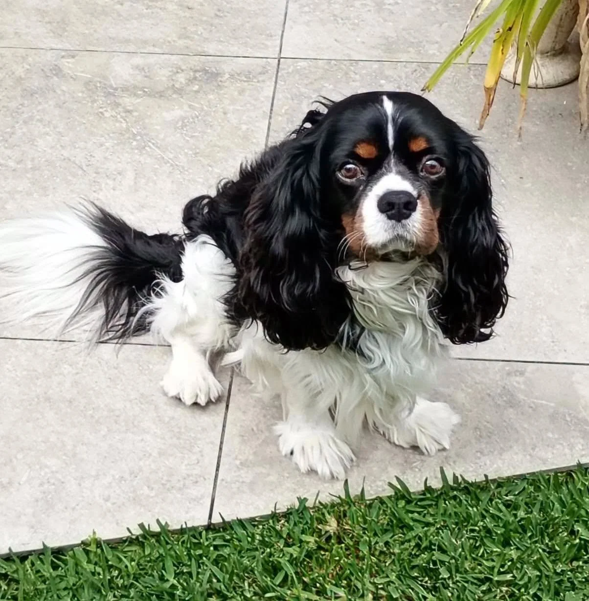 Oliver